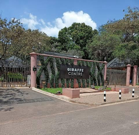 3. Giraffe Centre – Feed and Greet Friendly Giants