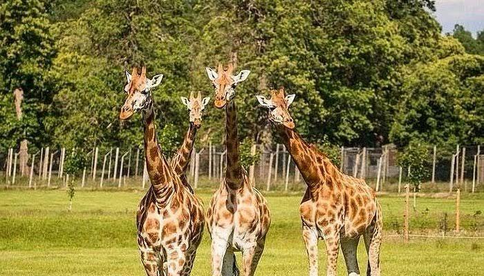 3. Giraffe Centre – Feed and Greet Friendly Giants