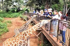 3. Giraffe Centre – Feed and Greet Friendly Giants