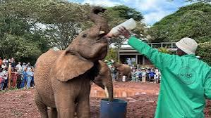2. David Sheldrick Elephant Orphanage – Up Close with Baby Elephants