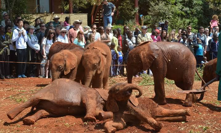 2. David Sheldrick Elephant Orphanage – Up Close with Baby Elephants