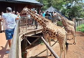 3. Giraffe Centre – Feed and Greet Friendly Giants