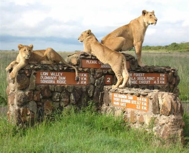 1. Nairobi National Park – Safari in the City
