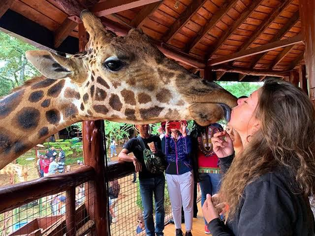 3. Giraffe Centre – Feed and Greet Friendly Giants