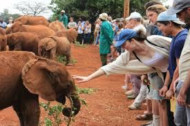 2. David Sheldrick Elephant Orphanage – Up Close with Baby Elephants