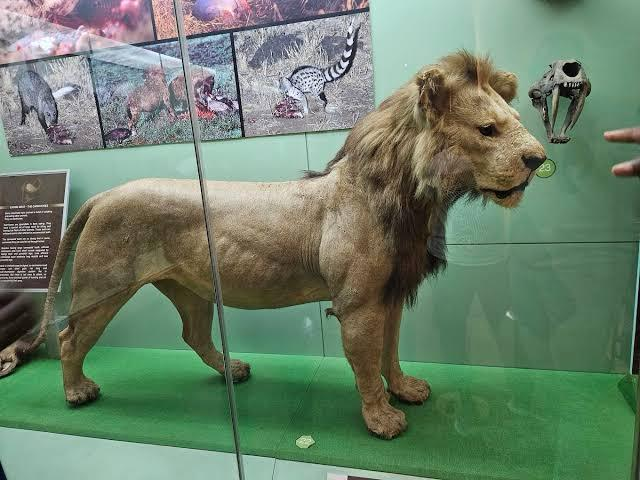 4. Nairobi National Museum – Explore Kenya’s Story