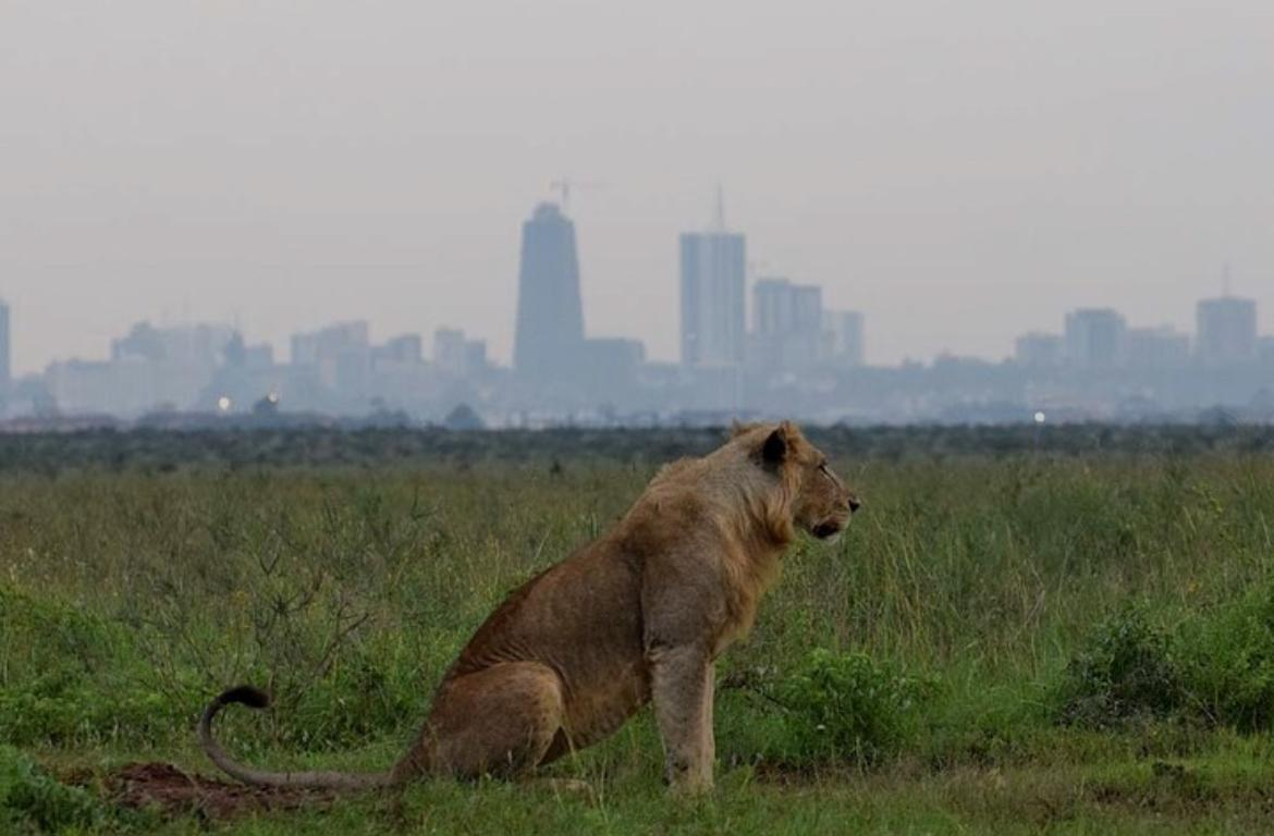 1. Nairobi National Park – Safari in the City