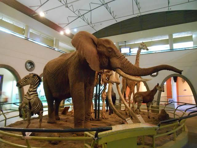 4. Nairobi National Museum – Explore Kenya’s Story