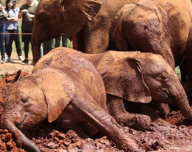 2. David Sheldrick Elephant Orphanage – Up Close with Baby Elephants