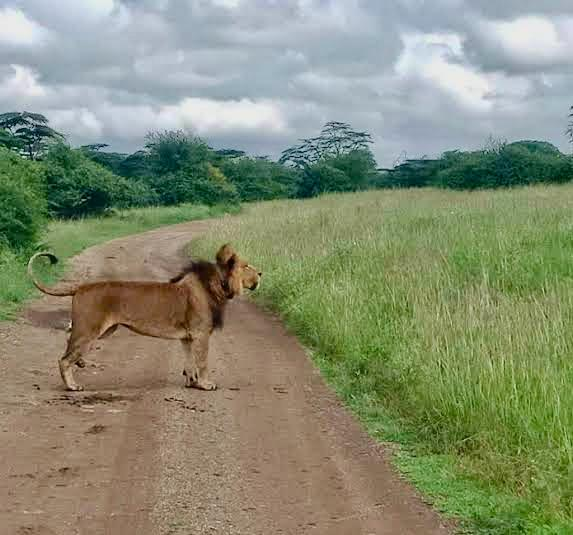 1. Nairobi National Park – Safari in the City